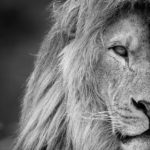 lion, animal, mane-6664041.jpg