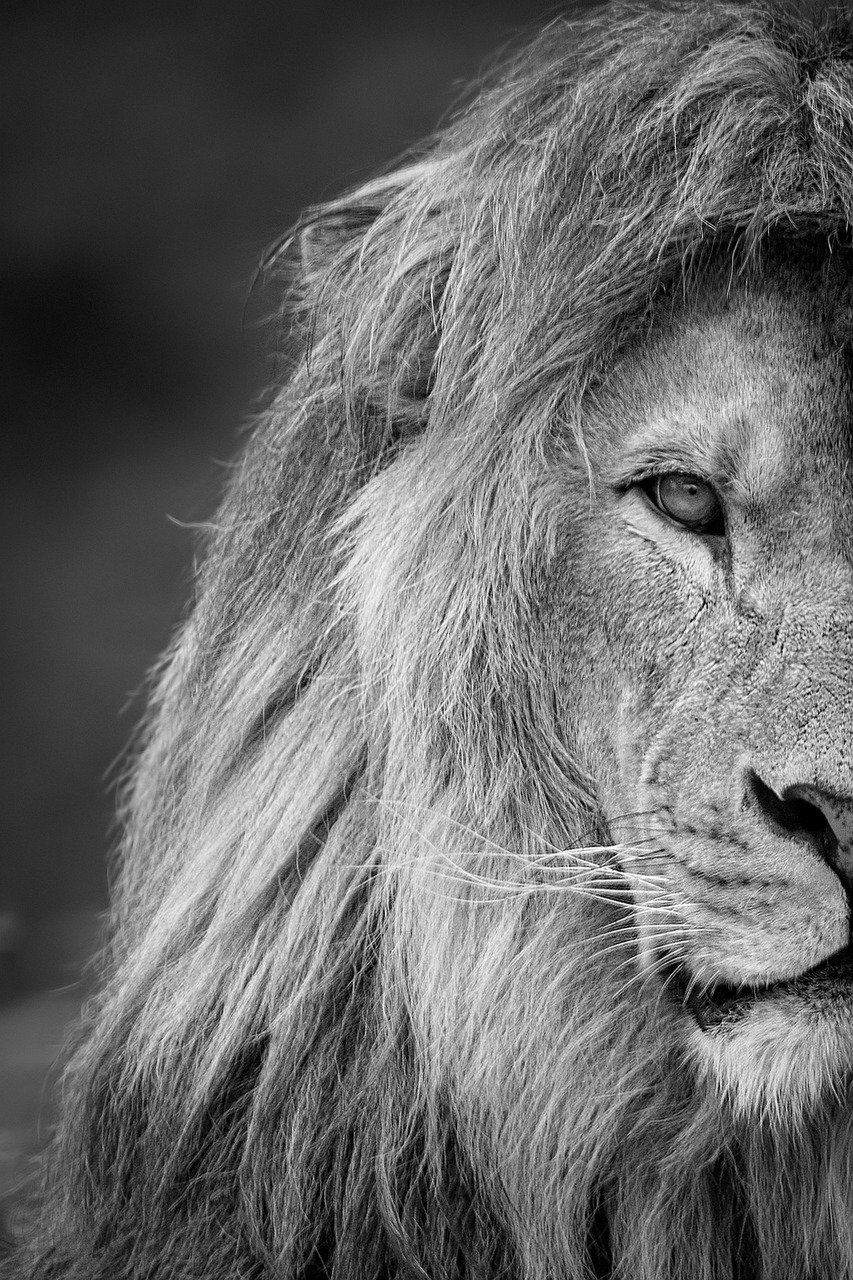 lion, animal, mane-6664041.jpg